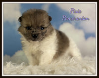 Pixie Female ACA Pomeranian $1525