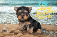 Ollie Male Teacup Yorkshire Terrier $1300
