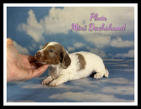 Plum Female ICA Mini Dachshund $2360