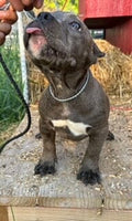 American Pocket Bully