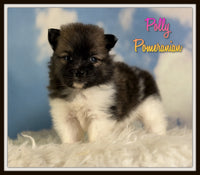 Polly Female ACA Pomeranian $1525