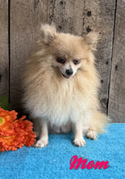 Apollo Male ACA Pomeranian $1325