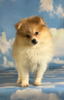 Peanut Male ACA Pomeranian $1200