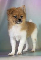 Pomeranian