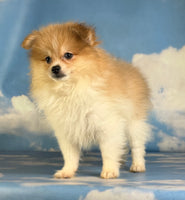 Peanut Male ACA Pomeranian $1200