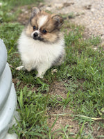 Pomeranian