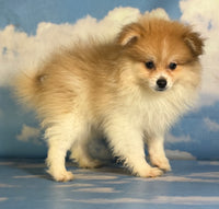 Peanut Male ACA Pomeranian $1200