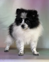 Pomeranian
