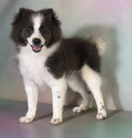 Pomeranian