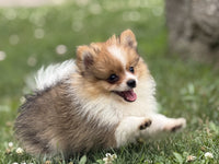 Tink Male ACA Pomeranian $1375