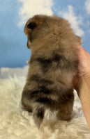 Pomeranian 