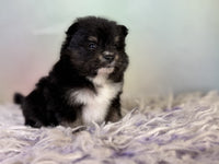 Pomeranian
