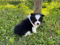Pomeranian