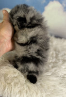 Pomeranian 
