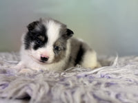 Pomeranian