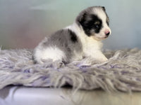 Pomeranian