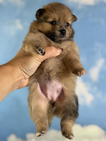 Pomeranian 