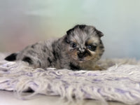 Pomeranian