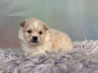 Pomeranian
