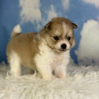 Pomeranian 