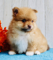 Pomeranian