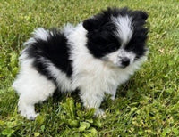 Pomeranian