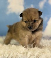 Pomeranian 