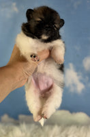 Pomeranian 