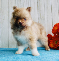 Pomeranian