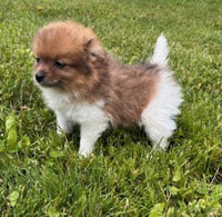 Pomeranian
