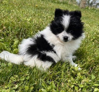 Pomeranian