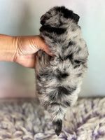 Pomeranian