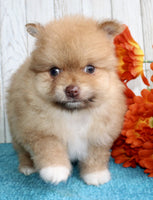 Pomeranian