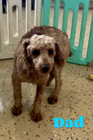 Annabelle Female AKC Mini Poodle $600