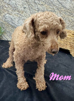 Daisy Female AKC Mini Poodle $600