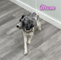 Travis Male Cavapoochon $1200