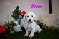 Cody Male Pooton $850