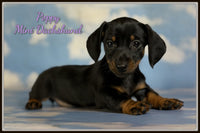 Mini Dachshund