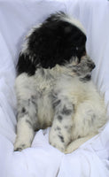 Portuguese Water Dog