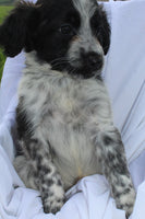 Portuguese Water Dog