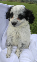 Portuguese Water Dog