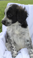 Portuguese Water Dog