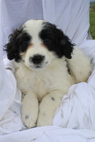 Portuguese Water Dog