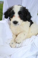 Portuguese Water Dog
