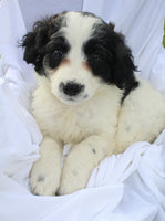 Portuguese Water Dog