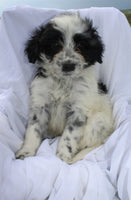 Portuguese Water Dog