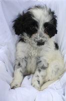 Portuguese Water Dog