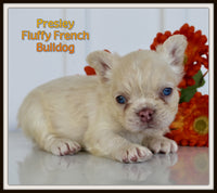 Presley Male AKC Fluffy French Bulldog $1650