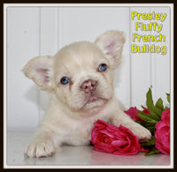 Fluffy French Bulldog