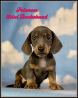 Mini Dachshund